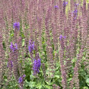 Salvia sylvestris 'Serenade'