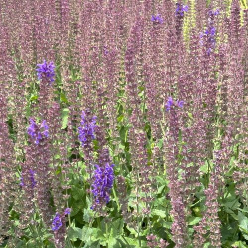 Salvia