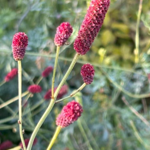 Sanguisorba Cangshan Cranberry