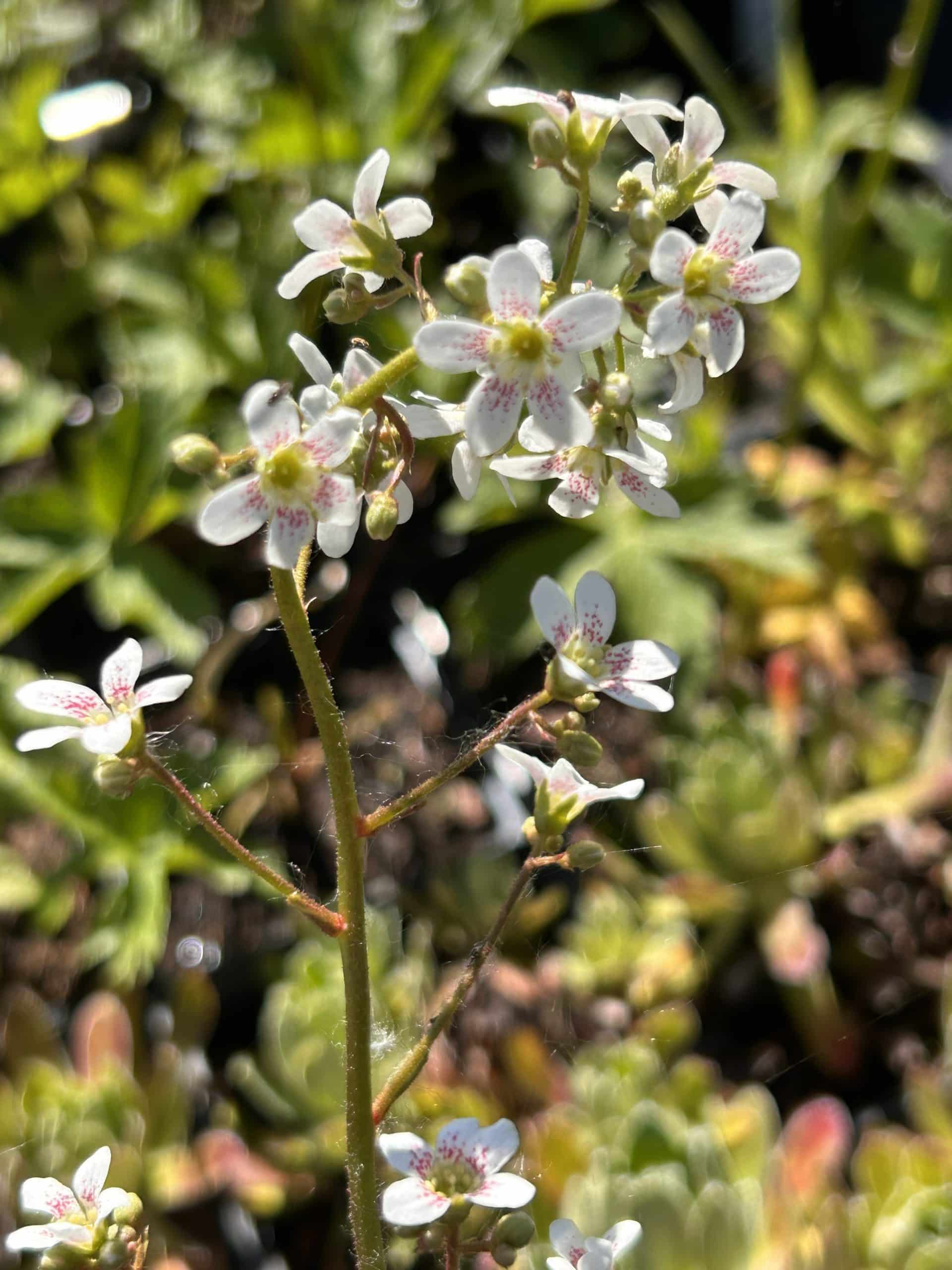 Saxifraga 'Monarch'