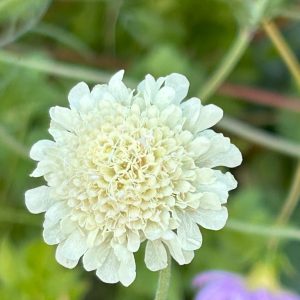 Scabiosa 'Moondance'