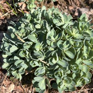 Sedum 'Herbstfreude'