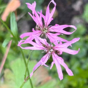 Silene flos-cuculi
