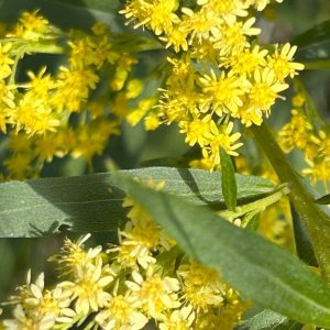 Solidago 'Loysder Crown'
