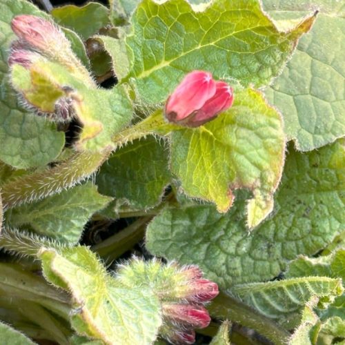 Symphytum grandiflorum 'Wisley Blue'