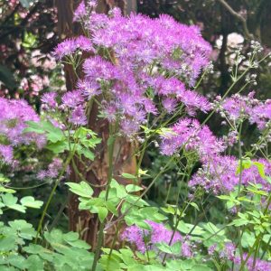 Thalictrum 'Black Stockings'