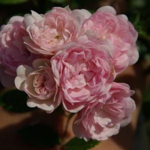 The Fairy struikroos