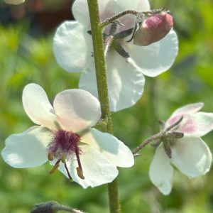 Verbascum chaixii 'Album'