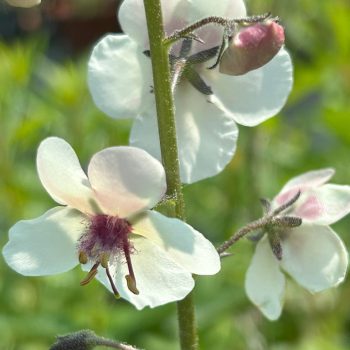 Verbascum chaixii 'Album'