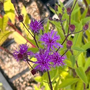 Vernonia crinita 'Mammuth'