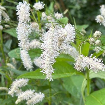 Sanguisorba 'All Time High'