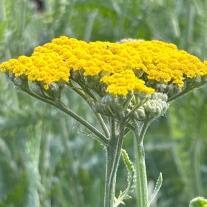 Achillea 'Parker's Variety'