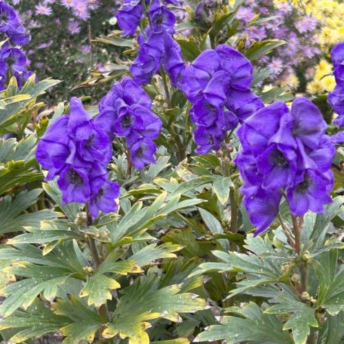 Aconitum x arendsii