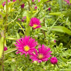 Aster 'Royal Ruby'
