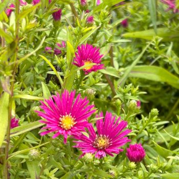 Aster 'Royal Ruby'