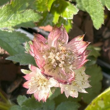 Astrantia 'April Love'