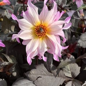 Dahlia Bohemian Princess