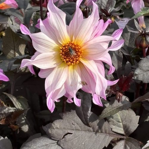 Bohemian Princess19-93 4