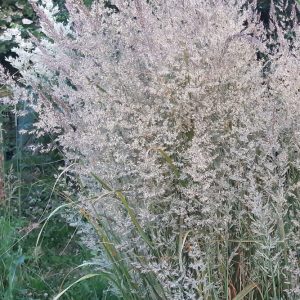 Calamagrostis 'Karl Foerster'