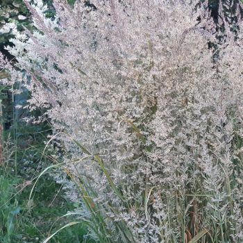 Calamagrostis 'Karl Foerster'