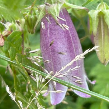 Campanula 'Ring of Bells'