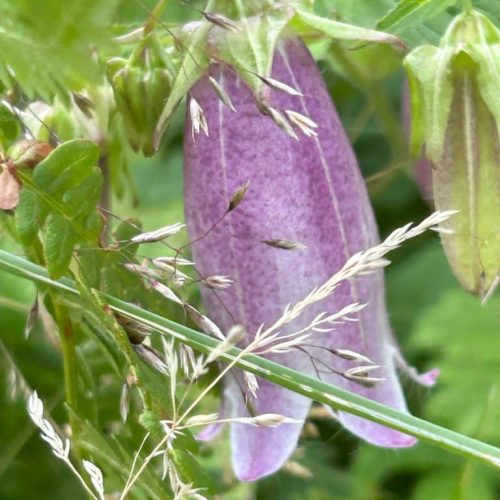 Campanula punctata