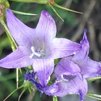 Campanula rapunculus
