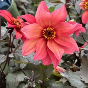 Dahlia Dainty Dove