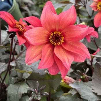 Dahlia Dainty Dove