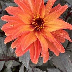 Dahlia Dainty Ginger