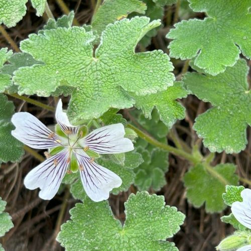 Geranium renardii