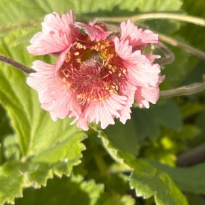 Geum 'Pink Fluffy'