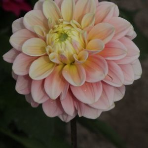 Dahlia Giovanna