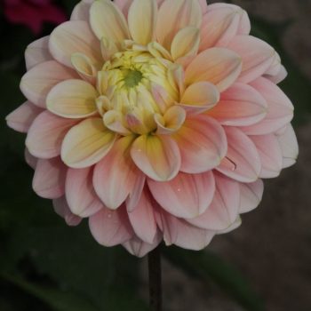 Dahlia Giovanna