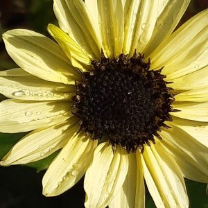Helianthus 'Valentine'