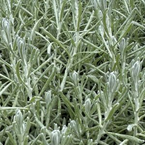 Helichrysum - Kerriekruid