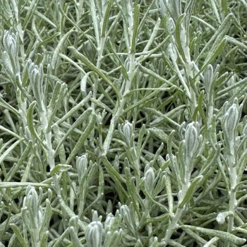 Helichrysum - Kerriekruid