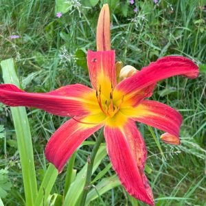 Hemerocallis 'Autumn Red'