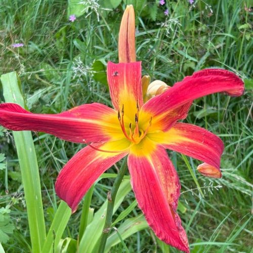 Hemerocallis