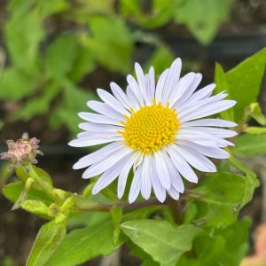 Kalimeris incisa 'Madiva'