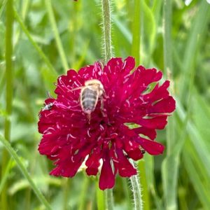 Knautia mac 'Mars Midget'