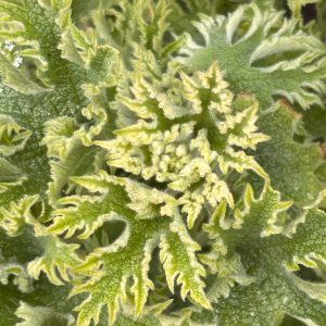 Leonurus cardiaca 'Grobbebol'