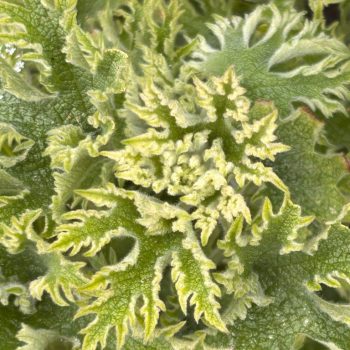 Leonurus cardiaca 'Grobbebol'