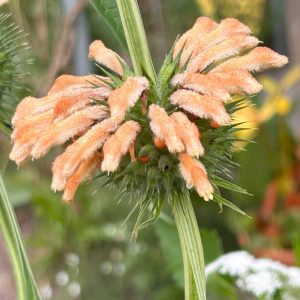 Leonotis leonurus 'Naivasha Apricot'