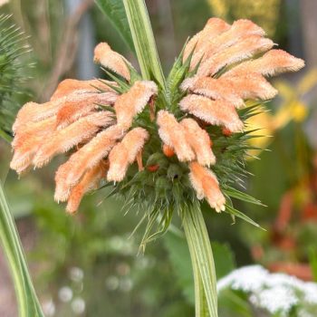 Leonotis leonurus 'Naivasha Apricot'