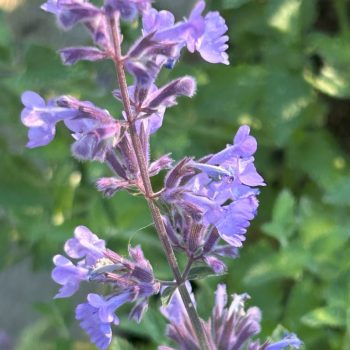 Nepeta 'Walker's Low'