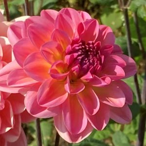 Dahlia Phyllis Farmer