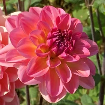 Dahlia Phyllis Farmer