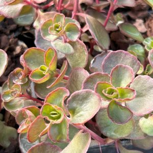 Sedum spurium 'Voodoo'