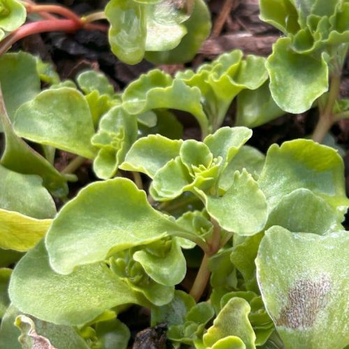 Sedum stoloniferum